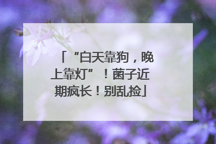 “白天靠狗，晚上靠灯”！菌子近期疯长！别乱捡