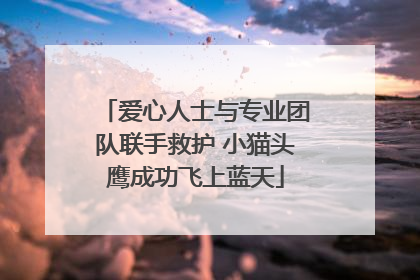 爱心人士与专业团队联手救护 小猫头鹰成功飞上蓝天