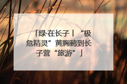 绿·在长子丨“极危精灵”黄胸鹀到长子营“旅游”