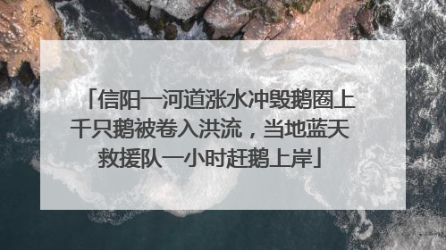 信阳一河道涨水冲毁鹅圈上千只鹅被卷入洪流，当地蓝天救援队一小时赶鹅上岸