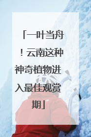 一叶当舟！云南这种神奇植物进入最佳观赏期
