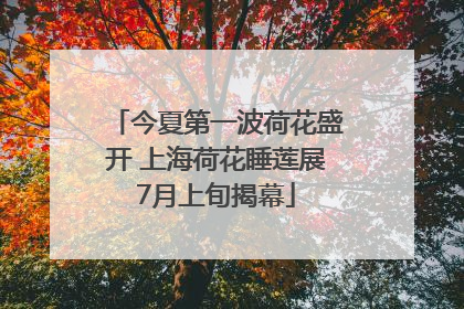 今夏第一波荷花盛开 上海荷花睡莲展7月上旬揭幕