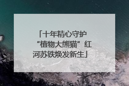 十年精心守护 “植物大熊猫”红河苏铁焕发新生