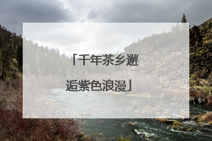 千年茶乡邂逅紫色浪漫