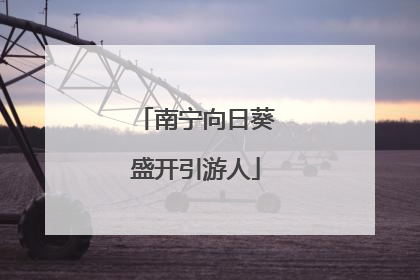 南宁向日葵盛开引游人