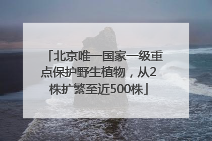 北京唯一国家一级重点保护野生植物，从2株扩繁至近500株