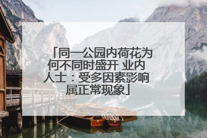同一公园内荷花为何不同时盛开 业内人士：受多因素影响 属正常现象