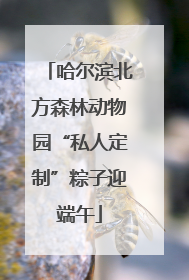 哈尔滨北方森林动物园“私人定制”粽子迎端午