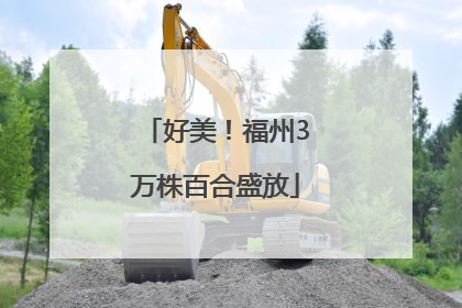 好美！福州3万株百合盛放