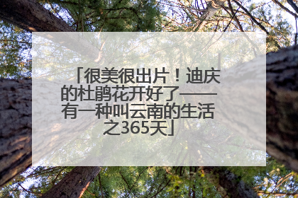 很美很出片！迪庆的杜鹃花开好了——有一种叫云南的生活之365天