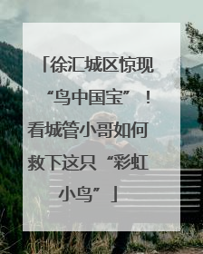 徐汇城区惊现“鸟中国宝”！看城管小哥如何救下这只“彩虹小鸟”