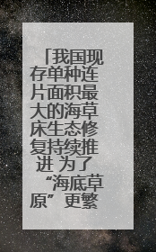 我国现存单种连片面积最大的海草床生态修复持续推进 为了“海底草原”更繁茂