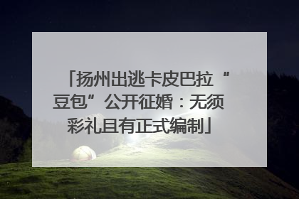 扬州出逃卡皮巴拉“豆包”公开征婚：无须彩礼且有正式编制
