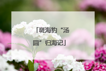 斑海豹“汤圆”归海记