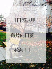 日照这里有片向日葵花海！