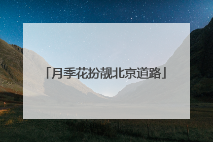 月季花扮靓北京道路