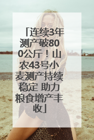 连续3年测产破800公斤！山农43号小麦测产持续稳定 助力粮食增产丰收