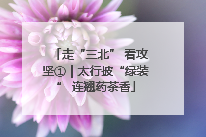 走“三北” 看攻坚①｜太行披“绿装” 连翘药茶香
