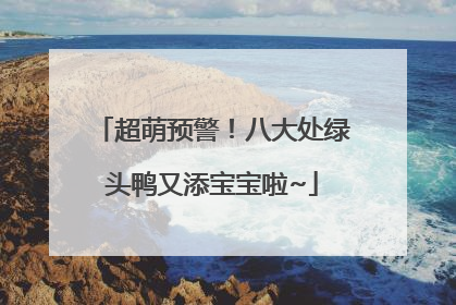 超萌预警！八大处绿头鸭又添宝宝啦~