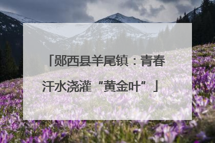 郧西县羊尾镇：青春汗水浇灌“黄金叶”