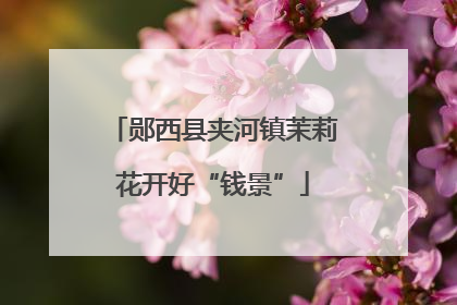 郧西县夹河镇茉莉花开好“钱景”