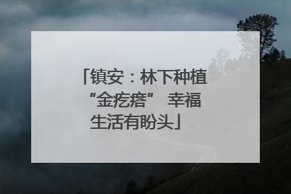 镇安：林下种植“金疙瘩” 幸福生活有盼头