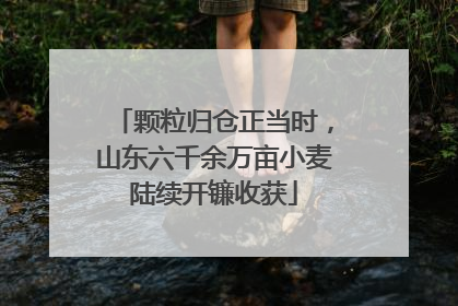 颗粒归仓正当时，山东六千余万亩小麦陆续开镰收获